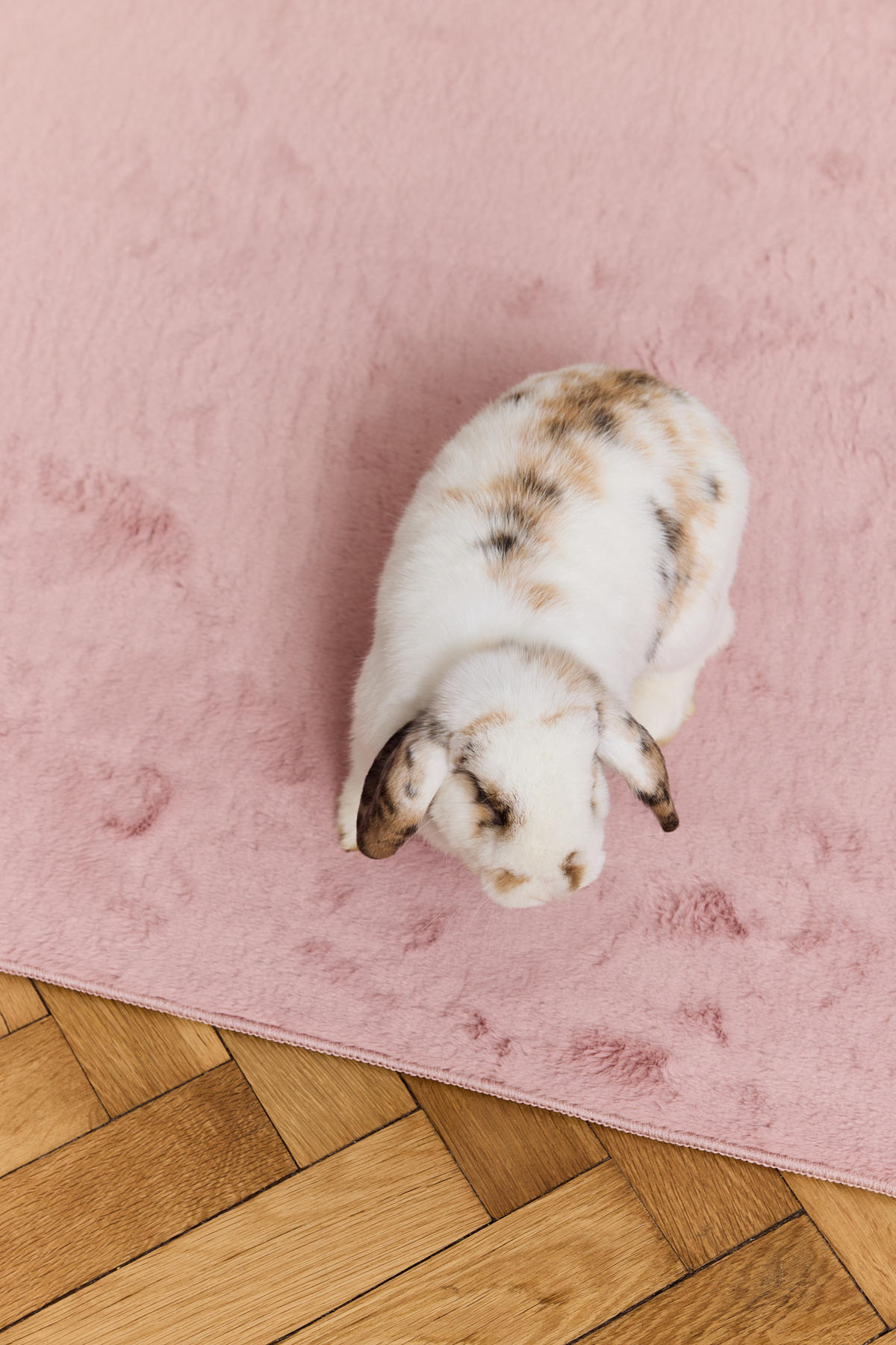 KURZFLORTEPPICH LUMI rosa kuschelweich waschbar 180/240 cm - Rosa, Textil (180/240cm) - Tapiso