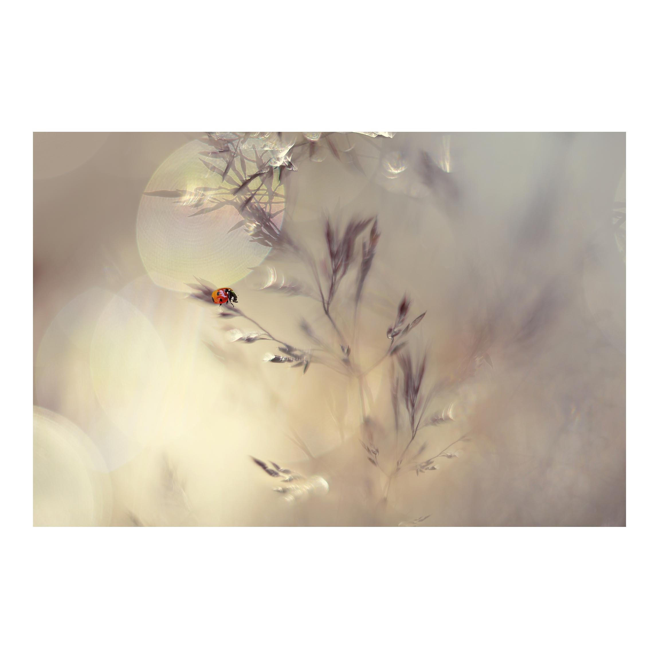 FOTOTAPETE Marienkäfer auf Wiesengras 384/255 cm - Eichefarben, Papier (384/255cm) - Bilderwelten