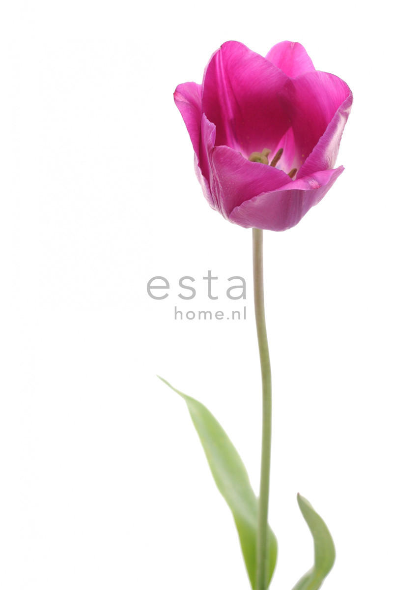 FOTOTAPETE Tulpe 93 x 211.5 cm - Pink, Papier (93/211.5cm) - ESTAhome