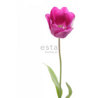 FOTOTAPETE Tulpe 93 x 211.5 cm - Pink, Papier (93/211.5cm) - ESTAhome