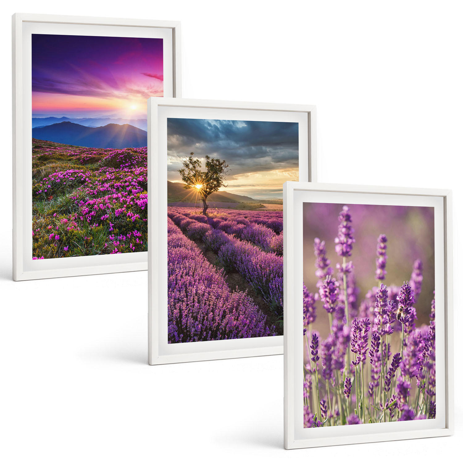 BILDER SET 3er Set - 40x60 cm Weißer Rahmen - Sonnenuntergang auf Lavendelfeldern - Weiß, Kunststoff (40/60cm) - TULUP