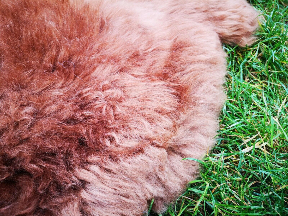 FELL Öko Lammfell Schaffell Toffee Braun ca. 105 cm - Hellbraun/Braun, Fell (55/105cm) - Provellus