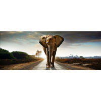 GLASBILD 80x30 cm Elefant - Gelb, Glas (80/30cm) - artissimo