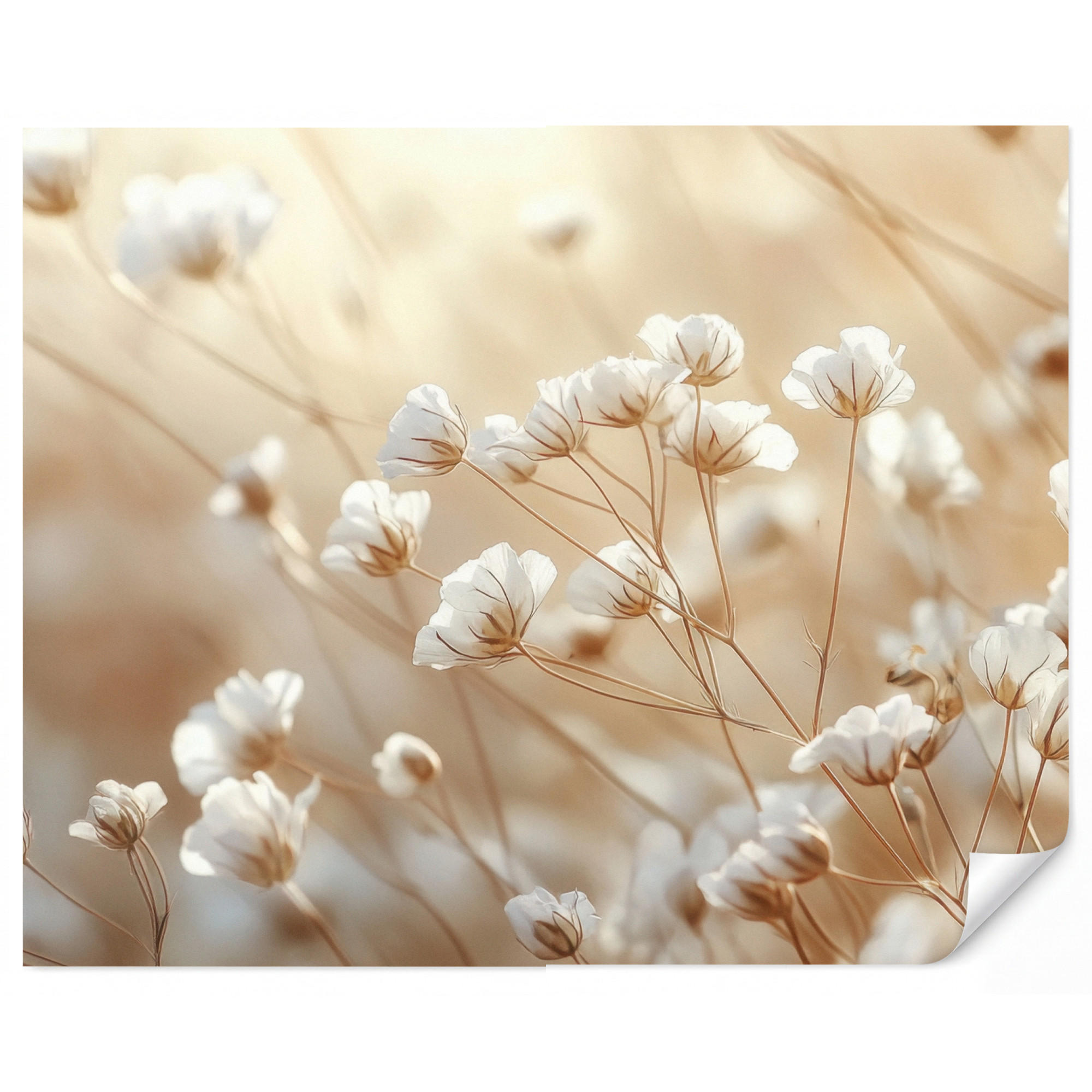 OnlyWow Tapete Creme 300x240 cm