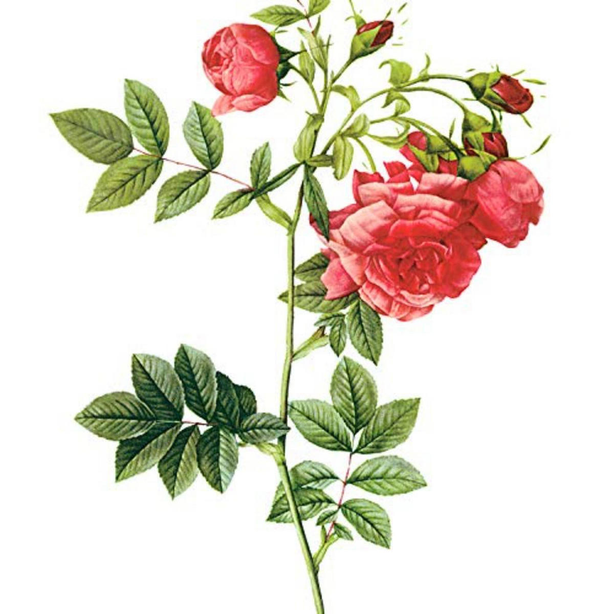 POSTER Set mit 4 Botanischen Stils Rosenkranz Weiß A3 Rahmenlos - Klar, Papier (29.7/3cm) - Nacnic