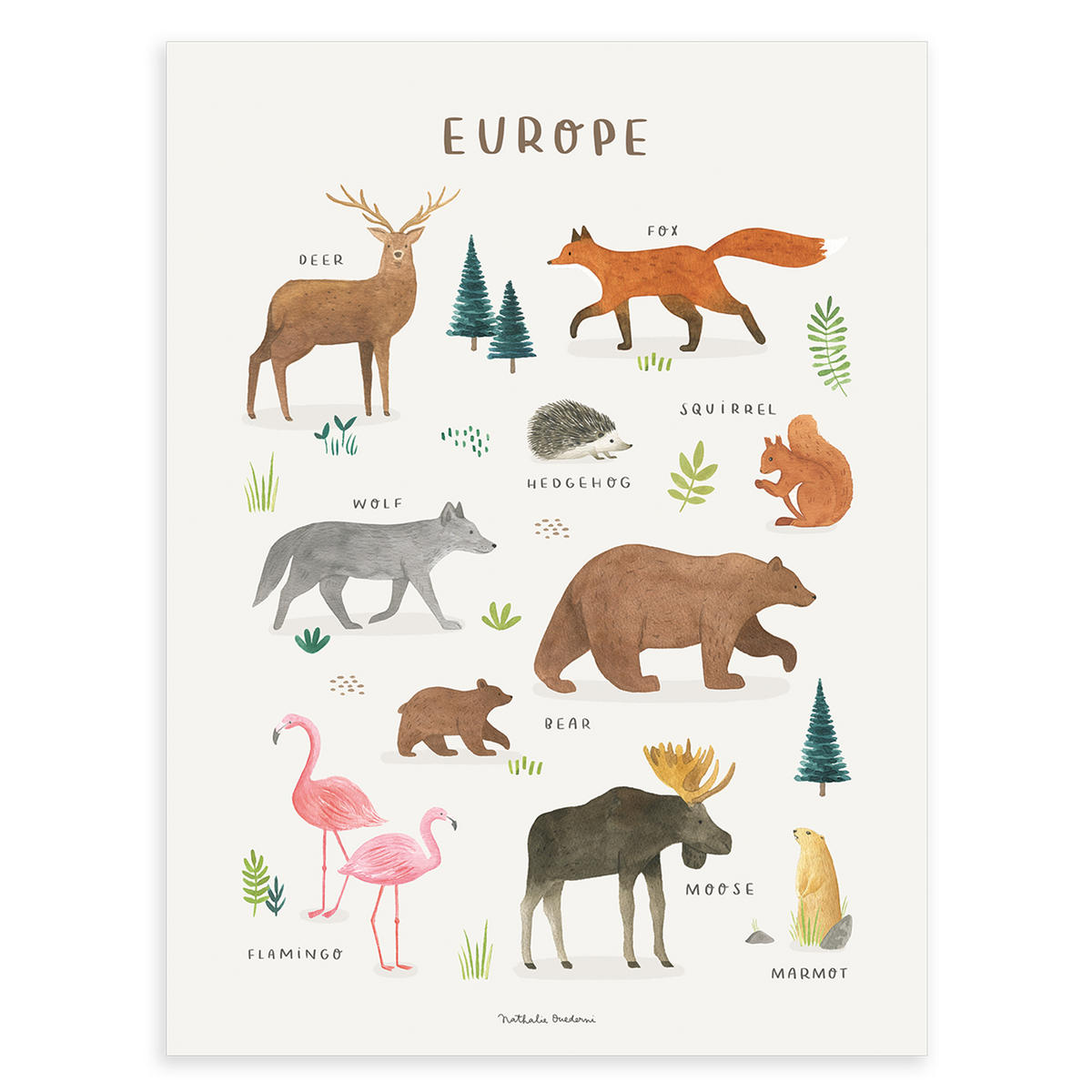 POSTER Tiere aus Europa, 30x40 cm - Multicolor, Papier (30/1/40cm) - Lilipinso