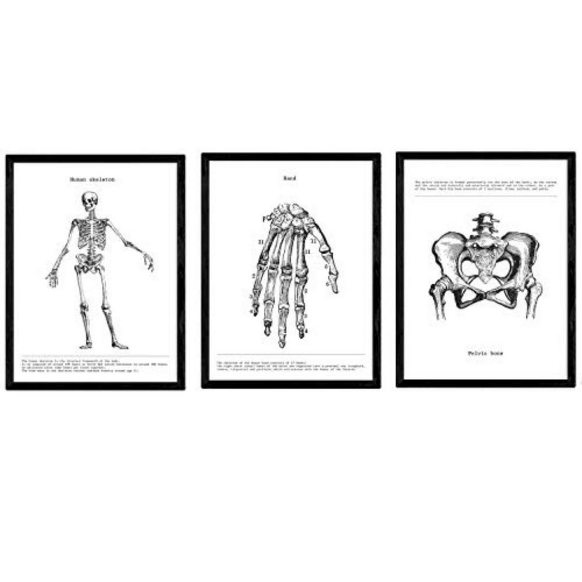 POSTER Set Mit 3 Skelett, Hand, Becken A4 Rahmenlos - Klar, Papier (29.7/5/21cm) - Nacnic