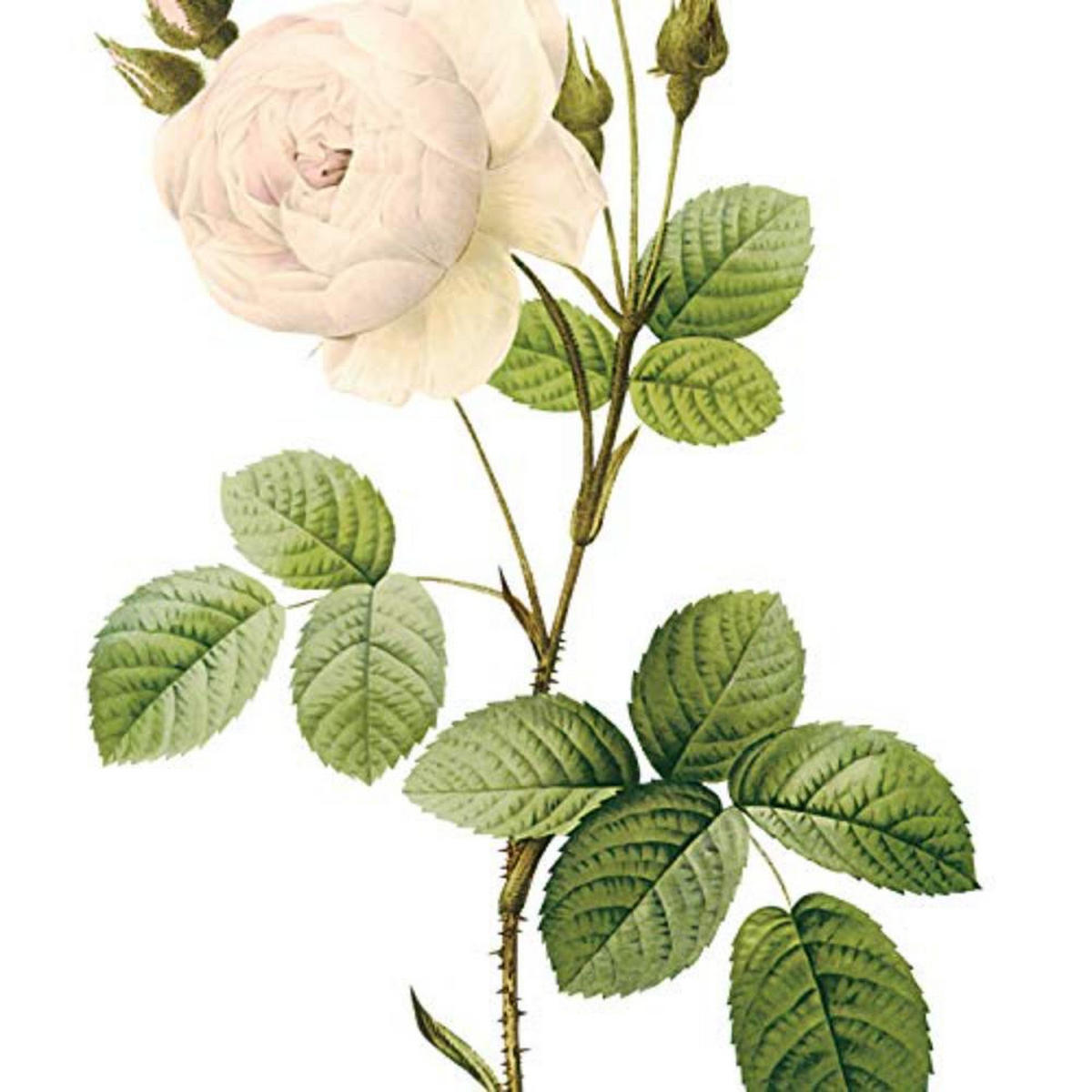 POSTER Set mit 4 Botanische Weiß Hintergrund helle Blumen A3 Rahmenlos - Klar, Papier (29.7/3cm) - Nacnic