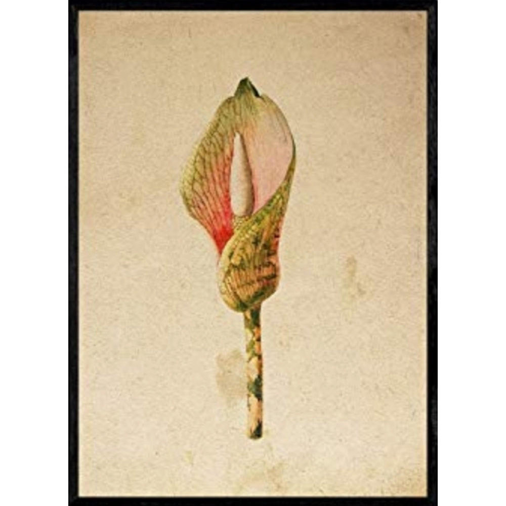 POSTER Arumlilie. A4 Schwarzer Rahmen - Schwarz, Papier (29.7/5/21cm) - Nacnic