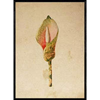 POSTER Arumlilie. A4 Schwarzer Rahmen - Schwarz, Papier (29.7/5/21cm) - Nacnic