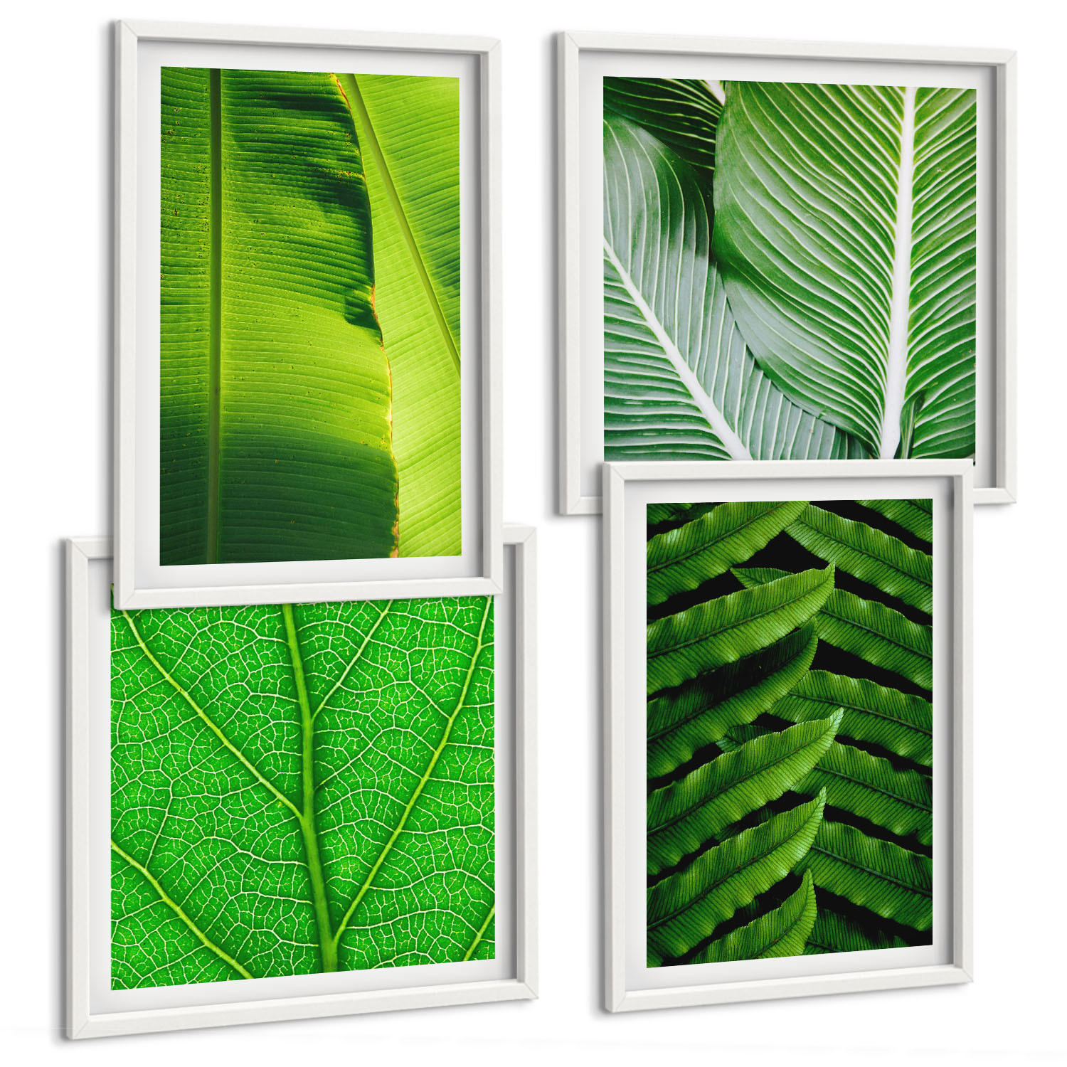 BILDER SET 4er Set - 50x50 cm & 40x60 cm Weißer Rahmen - Nahaufnahme von tropischen Blättern - Weiß, Kunststoff (50/50cm) - TULUP