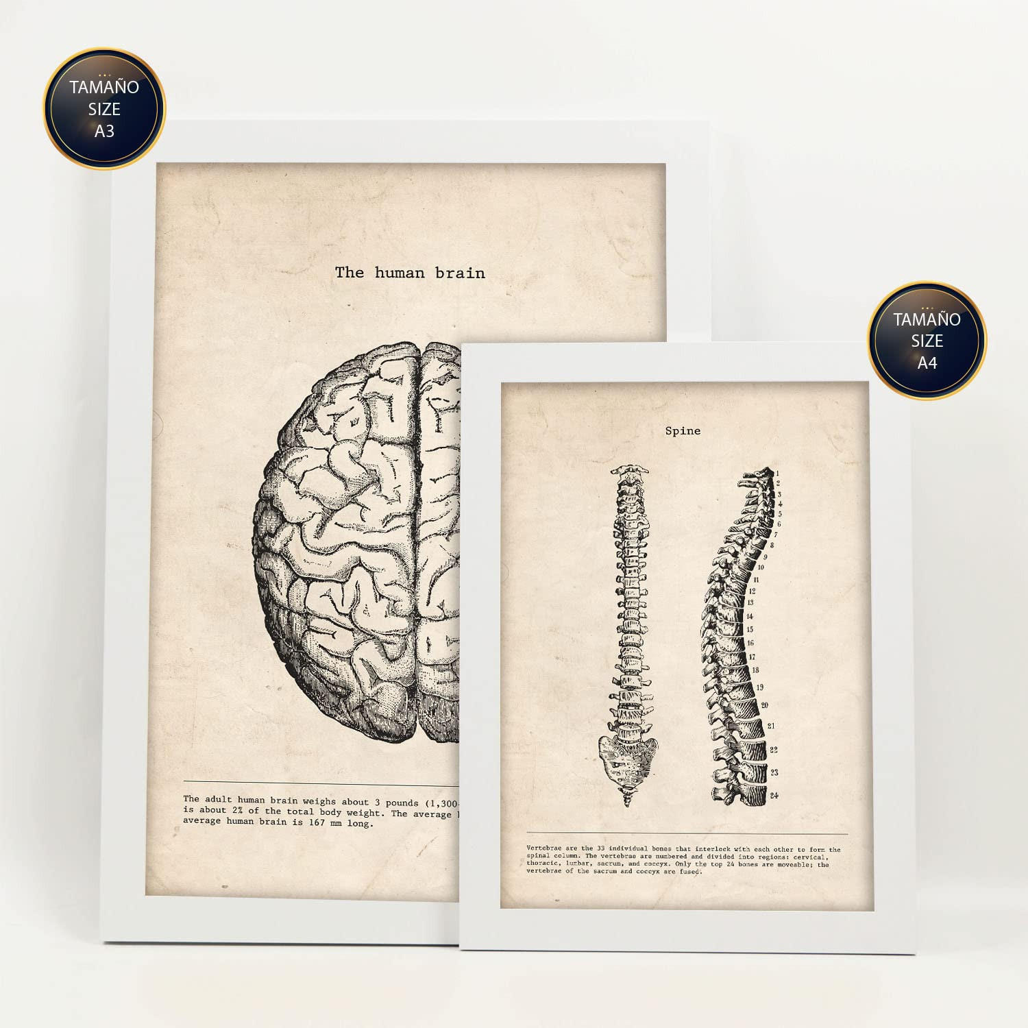 POSTER Set Mit 6 Oberkörper Medizinische Illustrationen Im Vintage Stil Von Anatomie, Körperteilen, Knochen Und Muskeln A3 & A4 Weißer Rahmen - Weiß, Papier (29/3cm) - Nacnic