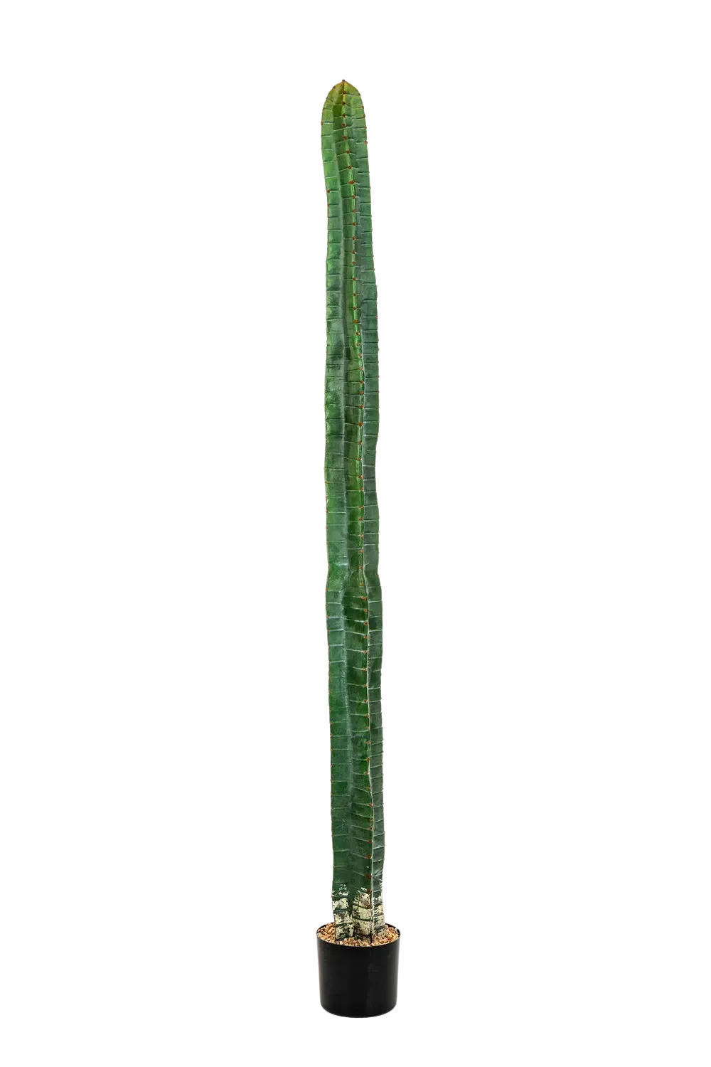 KUNSTPFLANZE Künstlicher Kaktus - Henning 180 cm - Grün, Kunststoff (180cm) - aplanta