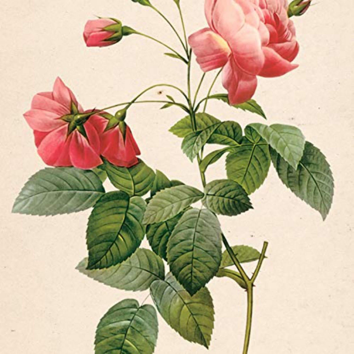 POSTER Set mit 4 Botanische Papier Hintergrund Rosa Blumen A3 Rahmenlos - Klar, Papier (29.7/3cm) - Nacnic