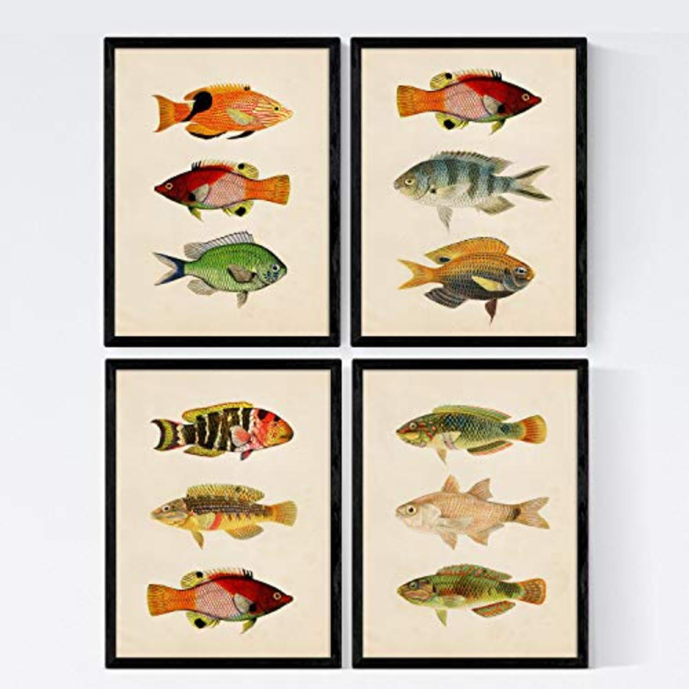 POSTER Set mit 4 Andaman von 12 verschiedenem Fisch A3 Rahmenlos - Klar, Papier (29.7/3cm) - Nacnic