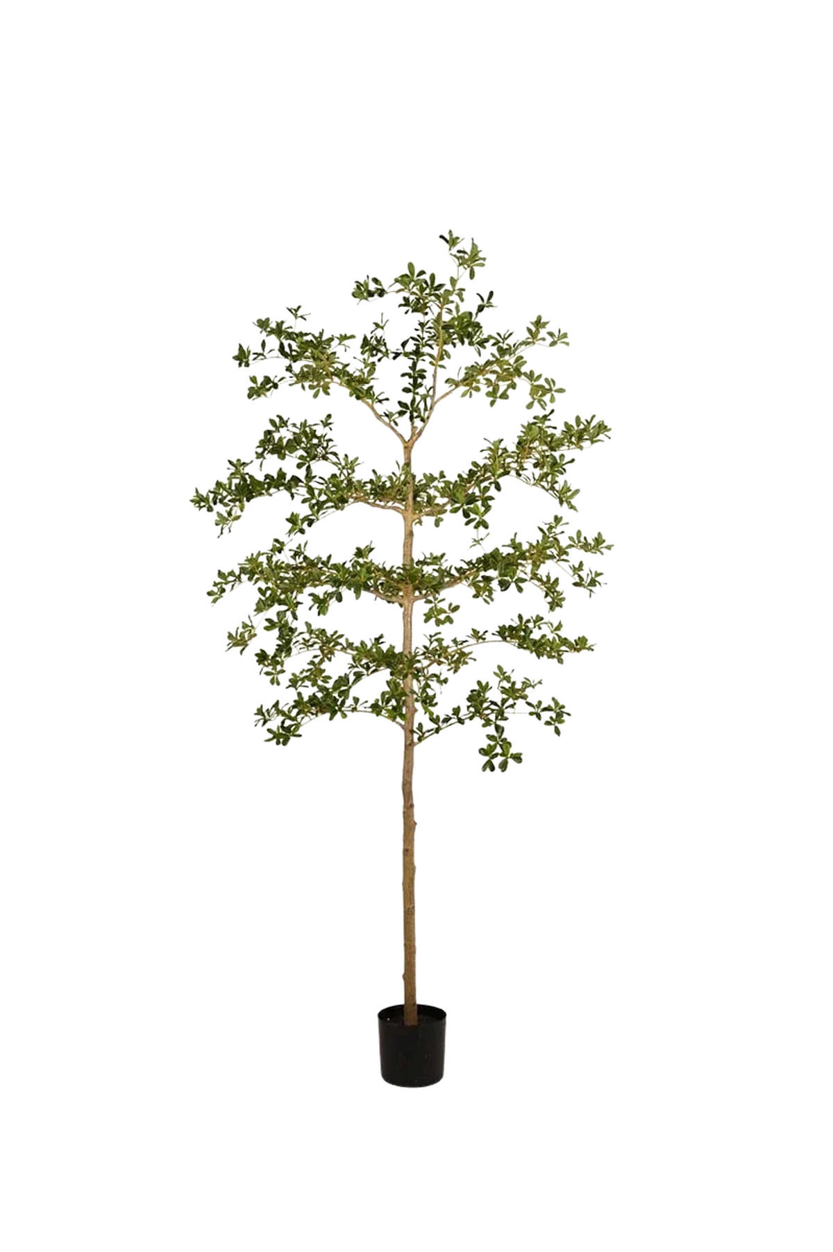 KUNSTBAUM Künstlicher schwarzer Olivenbaum - Finja 210 cm - Grün, Kunststoff (210cm) - Emerald