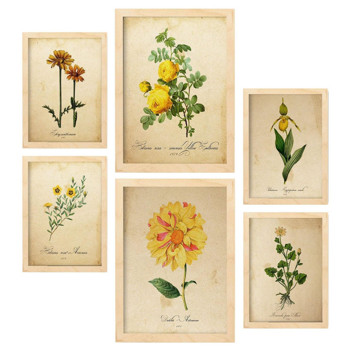 POSTER Set Mit 6 Gelbe Blumen Vollfarbige Natur Und Botanikdrucke Mit Blumenmotiven Im Vintage Papier Stil A3 & A4 Rahmen Aus Hellem Holz - Beige, Papier (29/3cm) - Nacnic
