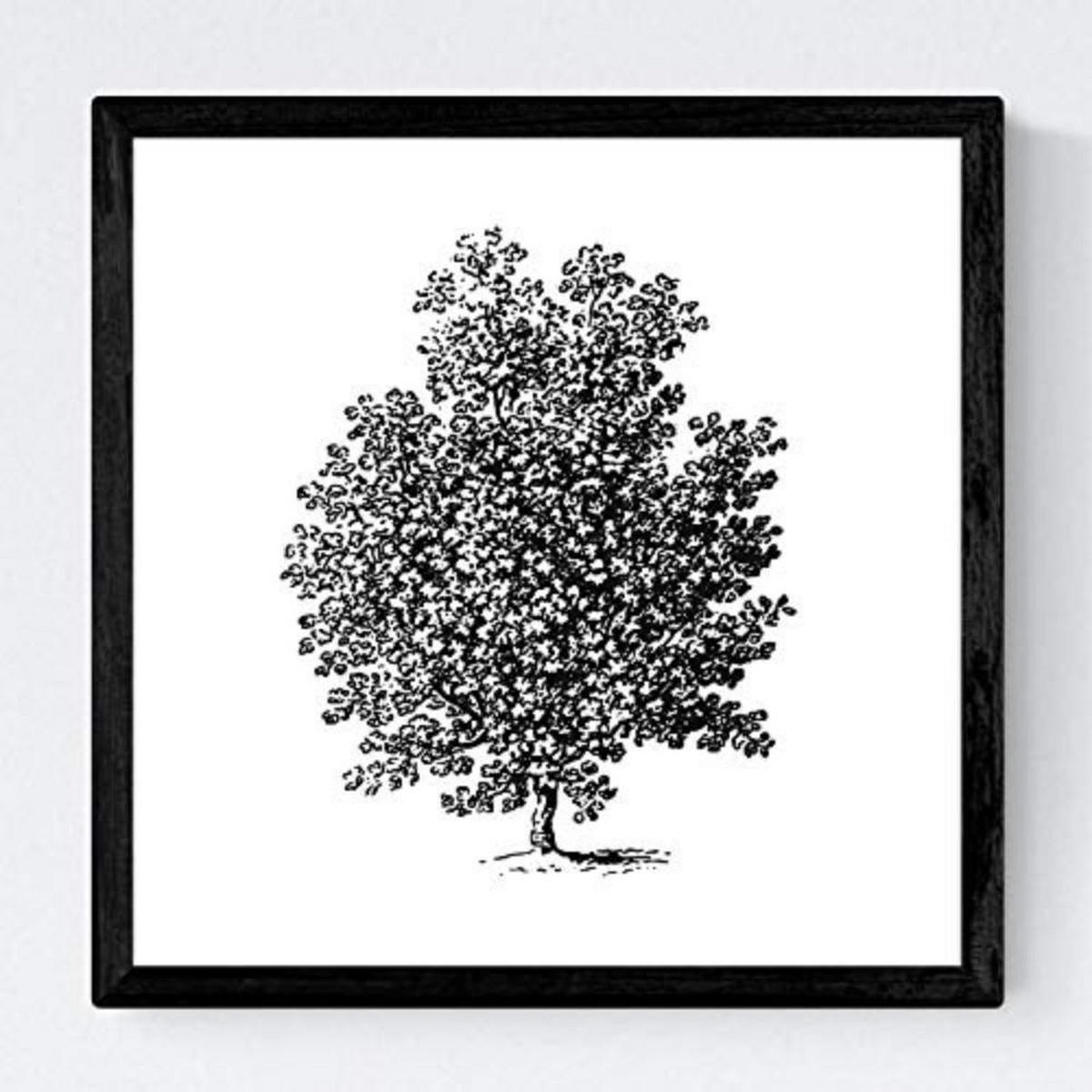 POSTER Set mit 4 Blättern der Obstbäume ohne, weiß 30x30 cm Rahmenlos - Klar, Papier (30/3cm) - Nacnic