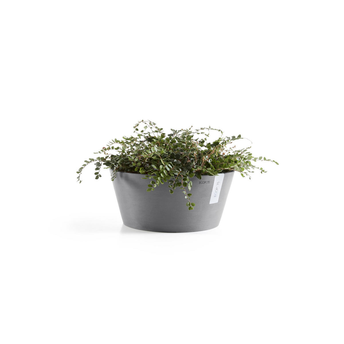BLUMENTOPF Frankfurt 50/25,7 cm Grau - Grau, Kunststoff (50/25.7cm) - Ecopots