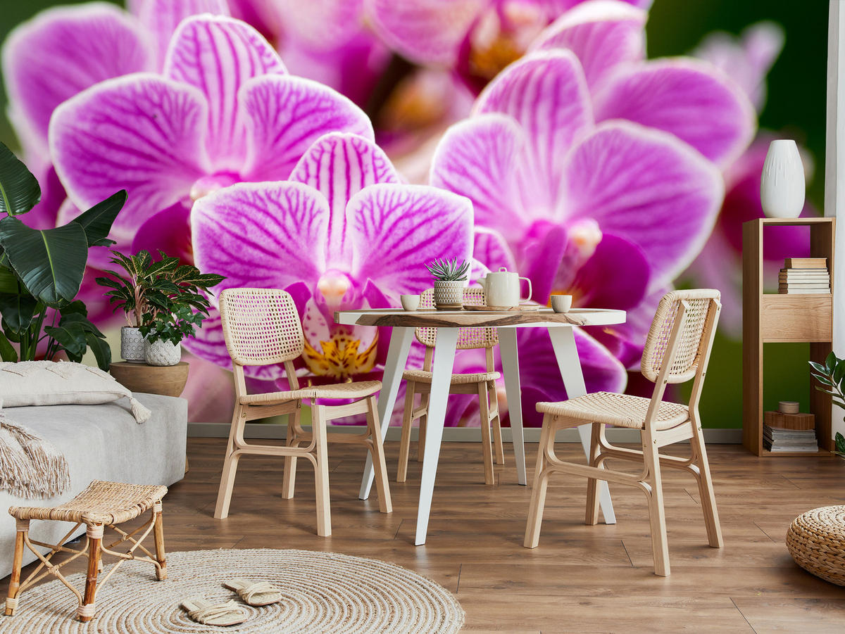FOTOTAPETA Pre Obývaciu Izbu Kytica Fialových Orchideí 450 x 315 cm - zelená/ružová, papier (450/315cm) - Muralo