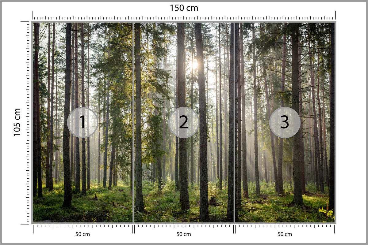 FOTOTAPETA Pre Obývaciu Izbu LES Východ Slnka Mach Stromy Zelená 150 x 105 cm - hnedá/sivá, papier (150/105cm) - Muralo