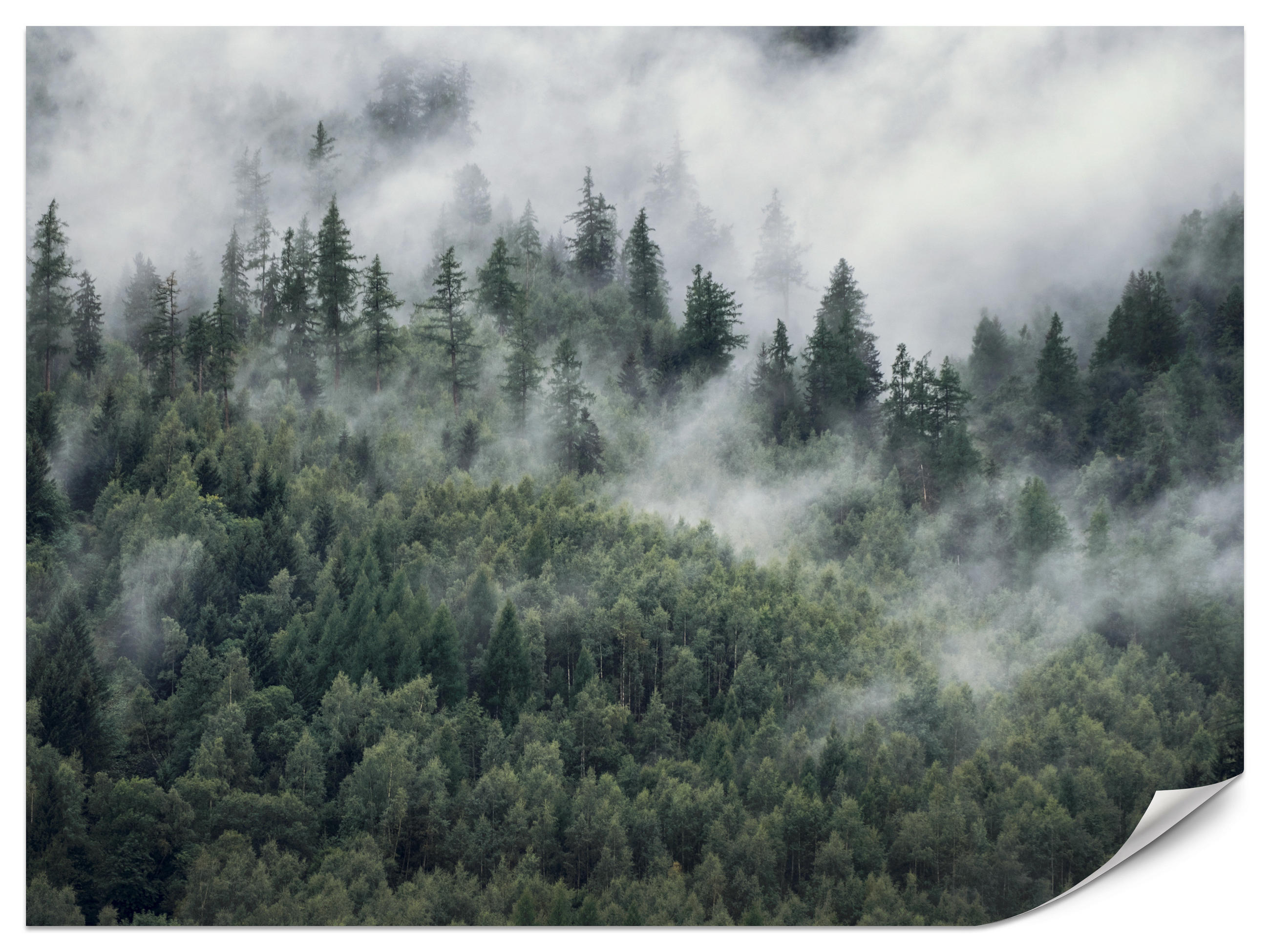 FOTOTAPETE für Schlafzimmer Morgennebel Nadelwald Bäume 500x350 - Weiß/Grau, Papier (500/350cm) - Muralo