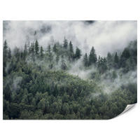 FOTOTAPETE für Schlafzimmer Morgennebel Nadelwald Bäume 500x350 - Weiß/Grau, Papier (500/350cm) - Muralo