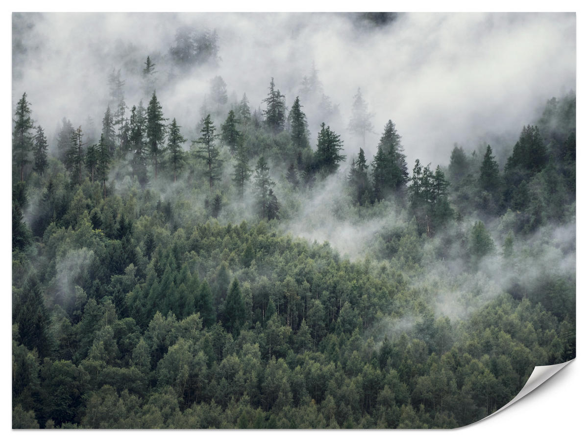 FOTOTAPETE für Schlafzimmer Morgennebel Nadelwald Bäume 500x350 - Weiß/Grau, Papier (500/350cm) - Muralo