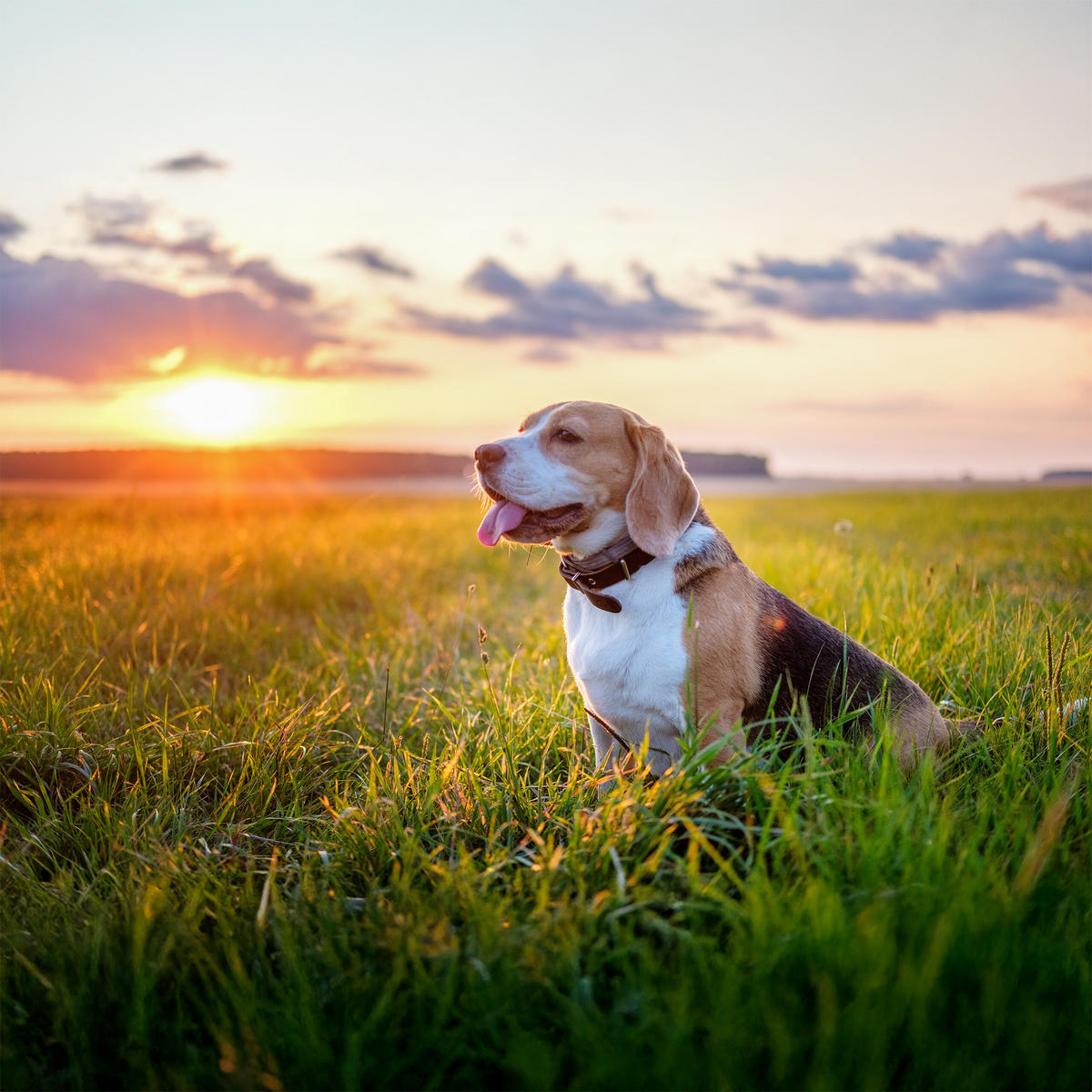 GRABSCHMUCK Hund - Grau, Kunststoff (11/20/11cm) - Relaxdays