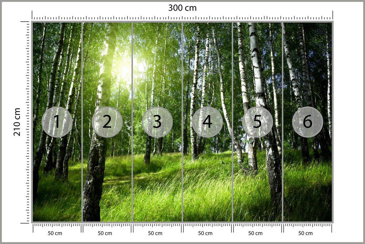 FOTOTAPETE für Wohnzimmer Grüner Birkenwald Gras Sonne Natur 300x210 - Schwarz/Weiß, Papier (300/210cm) - Muralo