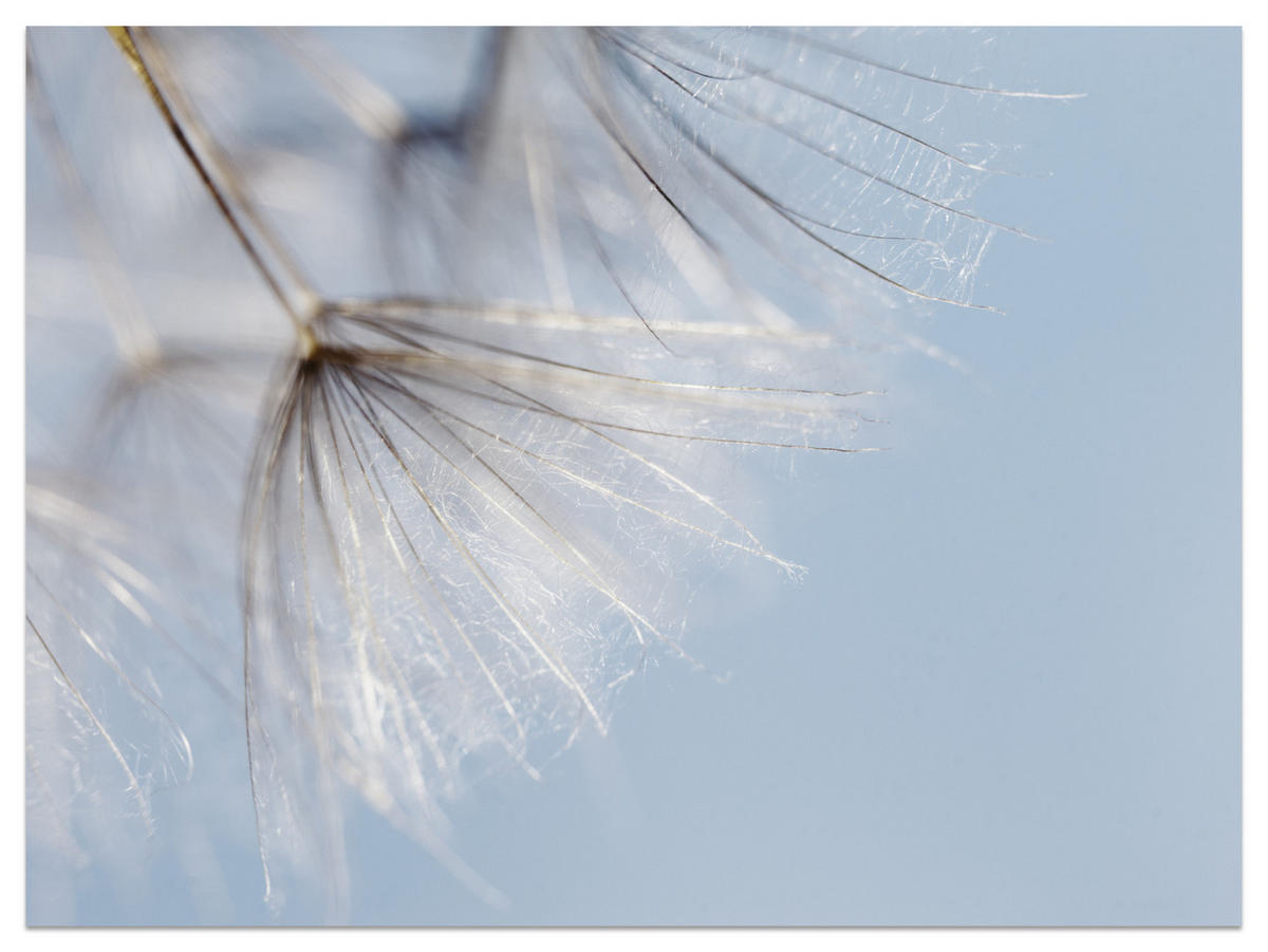 FOTOTAPETE für Schlafzimmer Zarte Löwenzahnblüten im Wind 400x280 - Braun/Weiß, Papier (400/280cm) - Muralo