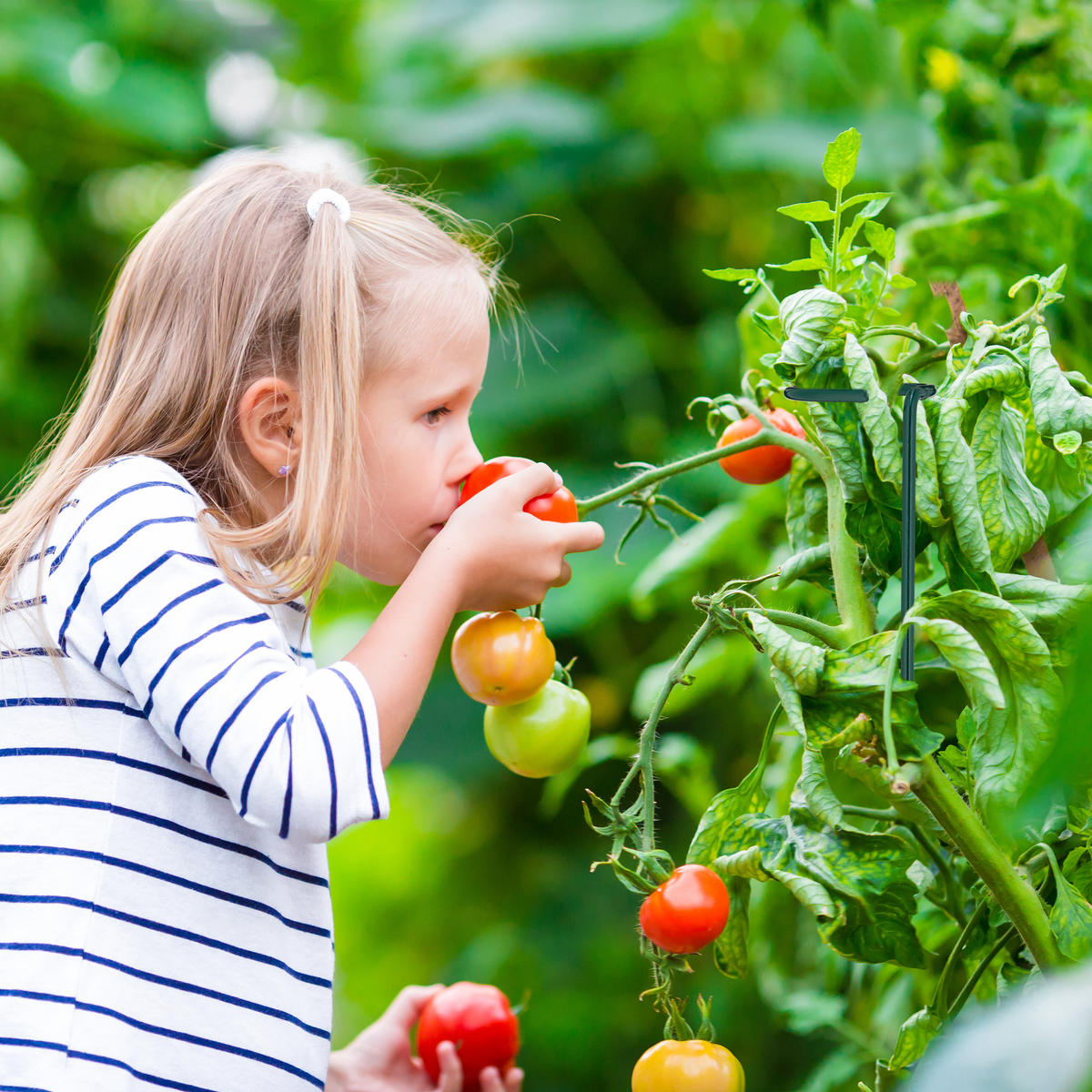 RANKHILFE - Dunkelgrün, Metall (6/80/6cm) - Relaxdays