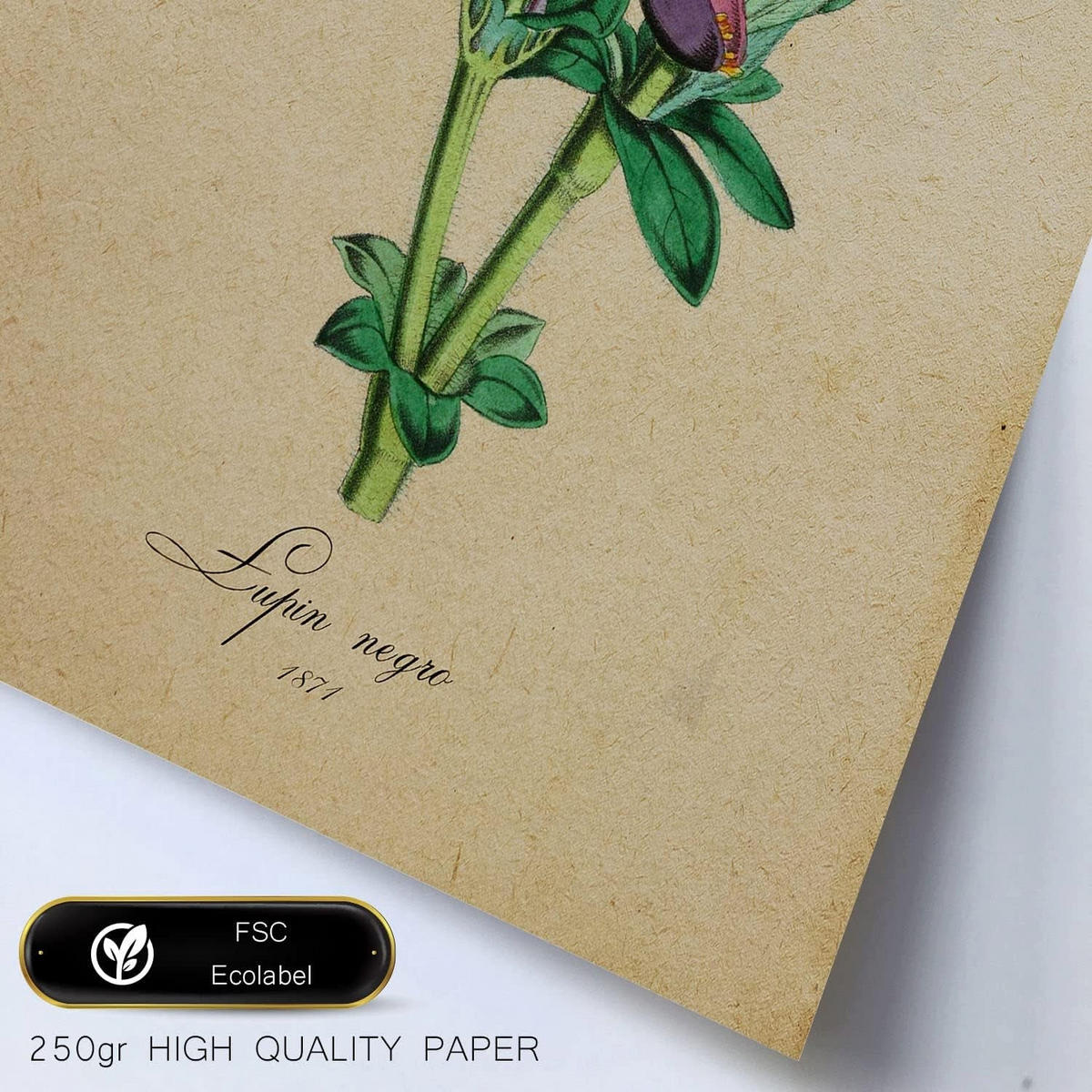 POSTER Set Mit 6 Vintage-Blumen Größe A3 und A4 Rahmenlos - Klar, Papier (29.7/1/42cm) - Nacnic