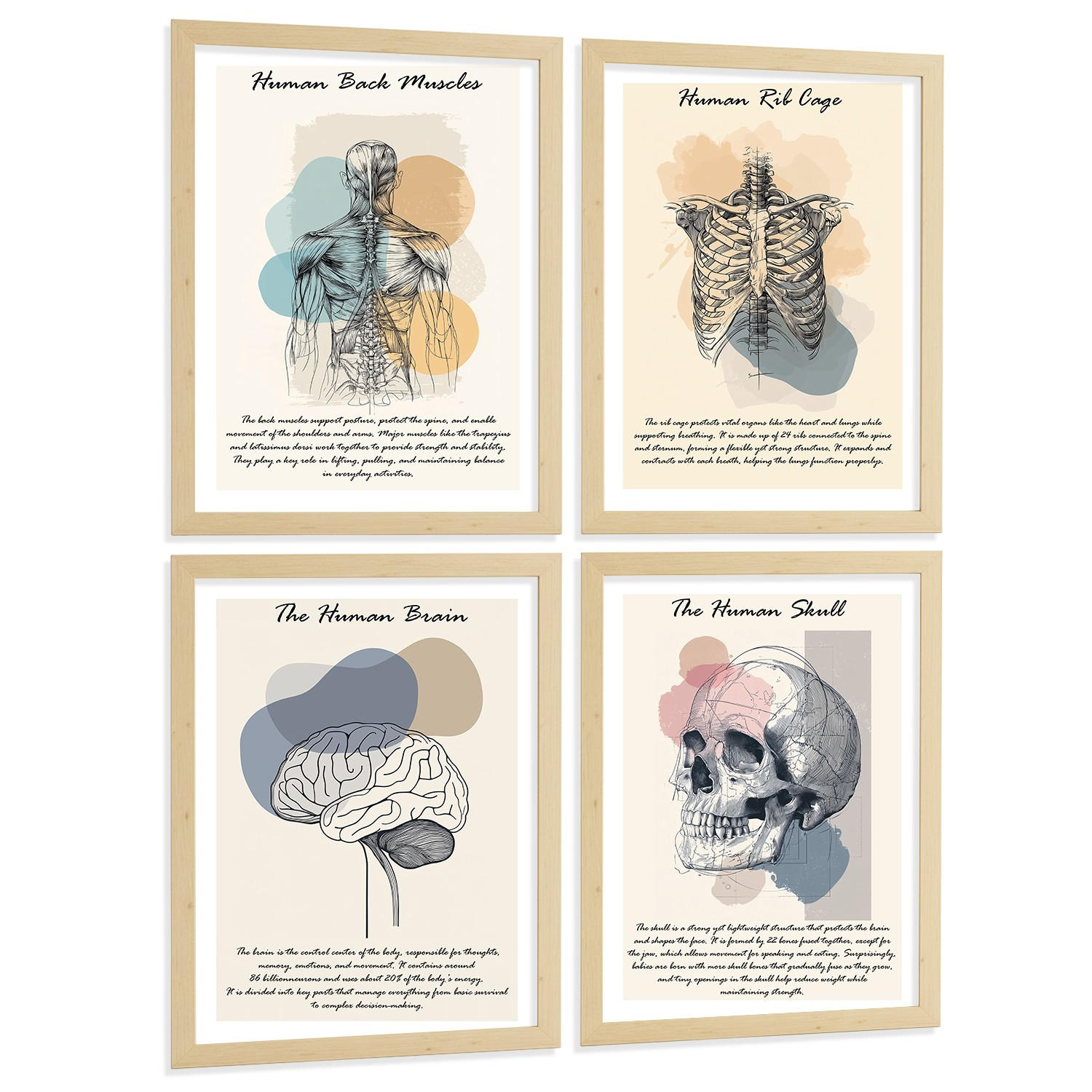 POSTER Set aus 4 Anatomie Mensch Lernposter Drucke und Wandbilder mit Muskeln Rücken Rippen Gehirn und Schädel Modernes Design Größe Rahmenlos A3 - Klar, Papier (29.7/42/3cm) - Nacnic