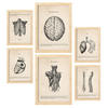 POSTER Set Mit 6 Anatomie Gehirn, Muskeln, Knochen Größe A3 & A4 Rahmen aus hellem Holz - Beige, Papier (29.7/1cm) - Nacnic
