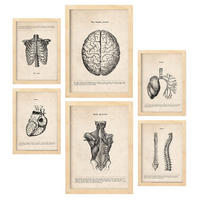 POSTER Set Mit 6 Anatomie Gehirn, Muskeln, Knochen Größe A3 & A4 Rahmen aus hellem Holz - Beige, Papier (29.7/1cm) - Nacnic