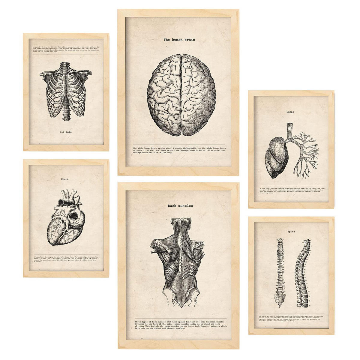 POSTER Set Mit 6 Anatomie Gehirn, Muskeln, Knochen Größe A3 & A4 Rahmen aus hellem Holz - Beige, Papier (29.7/1cm) - Nacnic