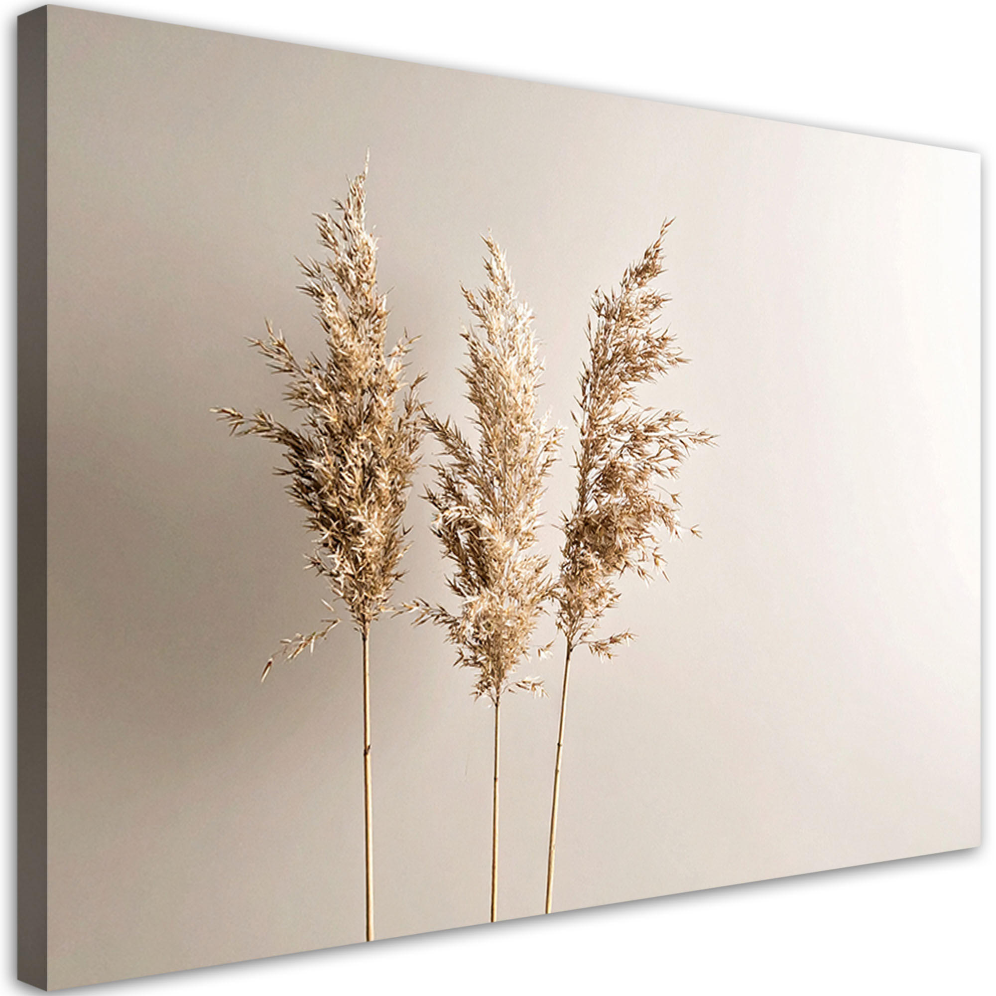 LEINWANDBILD Pampasgraspflanzen Natur Beige 90x60cm - Beige, Textil (90/60cm) - Feeby