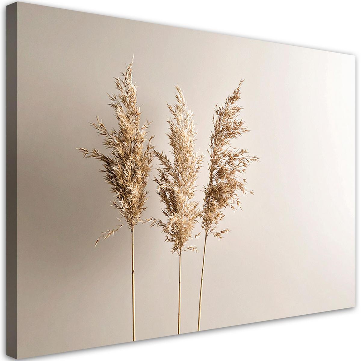 LEINWANDBILD Pampasgraspflanzen Natur Beige 90x60cm - Beige, Textil (90/60cm) - Feeby