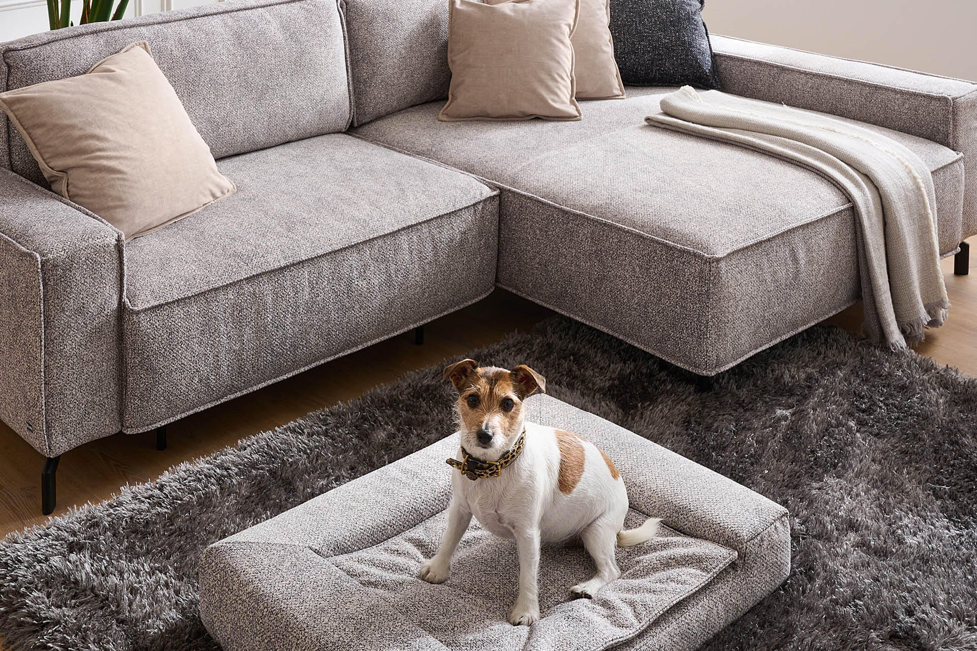 Couch mit haustierfreundlichem Material