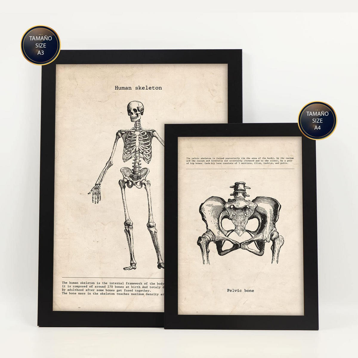 POSTER Set Mit 6 Knochenanatomie Größe A3 & A4 Schwarzer Rahmen - Schwarz, Papier (29.7/1cm) - Nacnic
