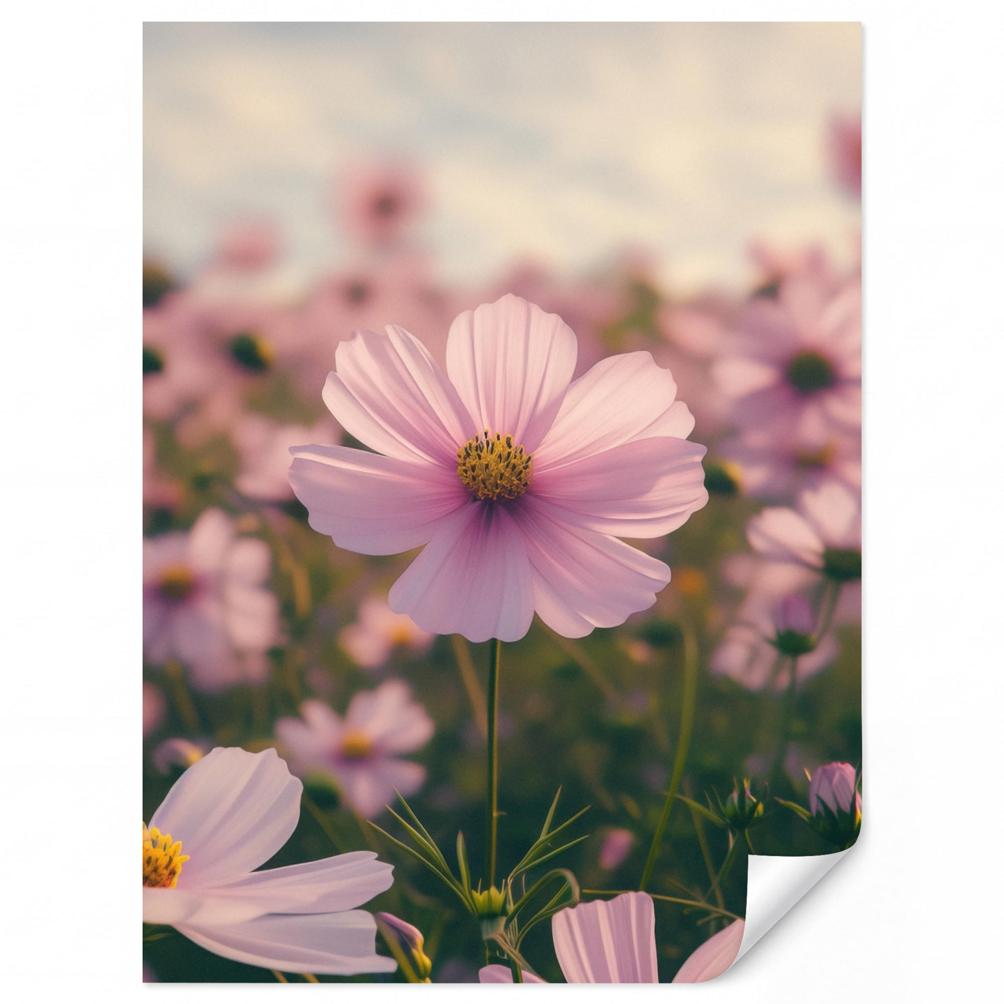 OnlyWow Tapete Rosa 220x300 cm