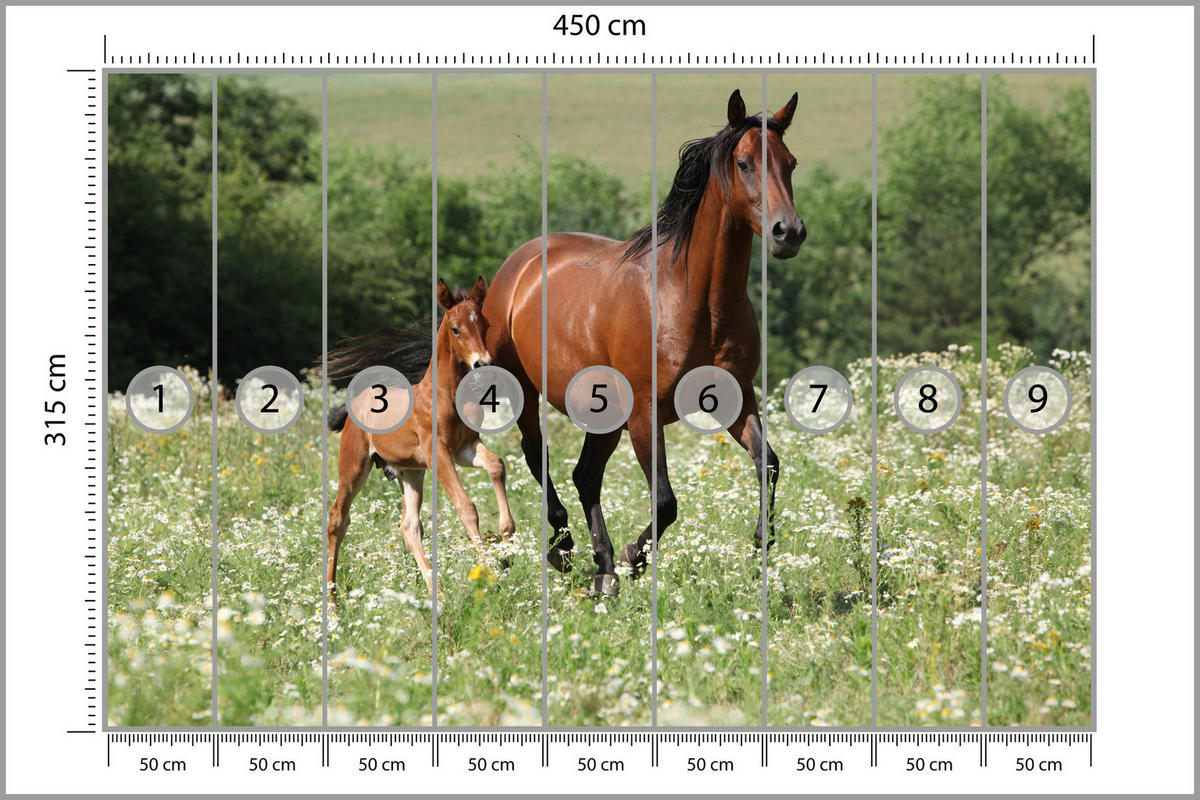 FOTOTAPETE Pferde Lichtung Pflanzen Natur 450x315 - Beige/Schwarz, Papier (450/315cm) - Muralo