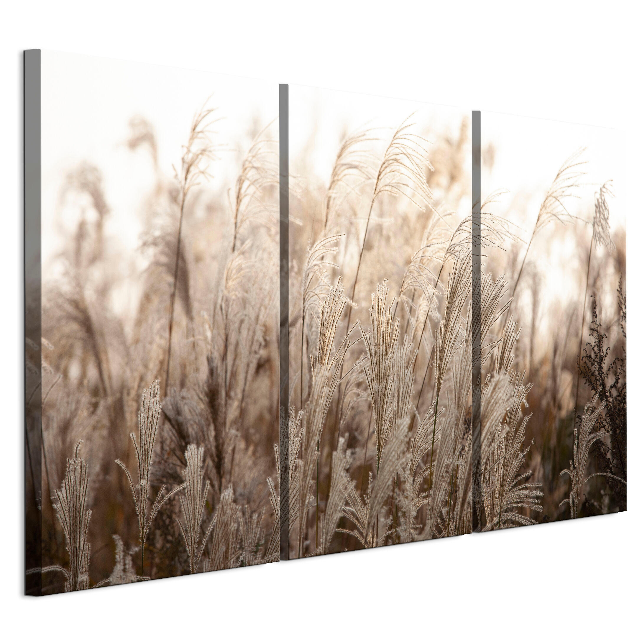 LEINWANDBILD Miskanthus 3-tlg. 90x60 cm - Multicolor, Holz (90/60cm) - LUMASOUL