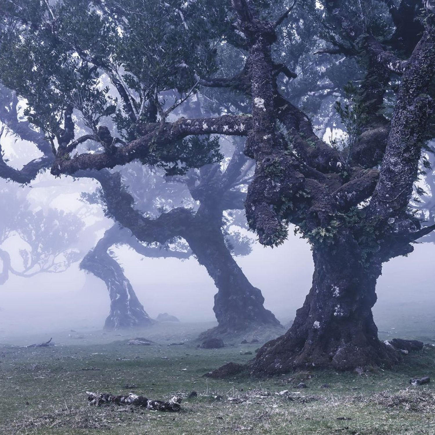 FOTOTAPETE nebliger Wald 400 x 250 cm - Blau, Papier (400/250cm) - Sanders & Sanders