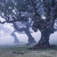 FOTOTAPETE nebliger Wald 400 x 250 cm - Blau, Papier (400/250cm) - Sanders & Sanders