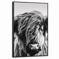 LEINWAND Bilder mit Rahmen - Kuh - Schottischer Hochländer - Schwarz - Weiß - Tier - Natur - Wildtiere - 60x90 - Schwarz, Textil (60/90cm) - MuchoWow