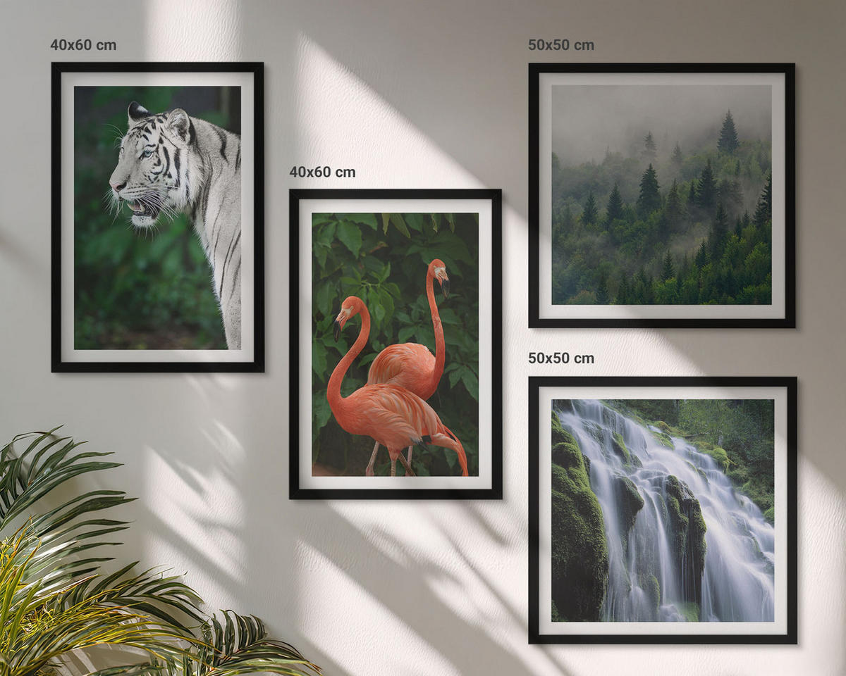WANDBILDER 4er-Set - 50x50 cm & 40x60 cm Schwarzer Rahmen - Tiger Wasserfall Flamingos Natur - Schwarz, Kunststoff (50/50cm) - ArtPrintCave
