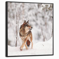 LEINWAND Bilder mit Rahmen - Wolf - Winter - Schnee - Natur - Tiere - 90x90 - Haselnussfarben, Textil (90/90cm) - MuchoWow