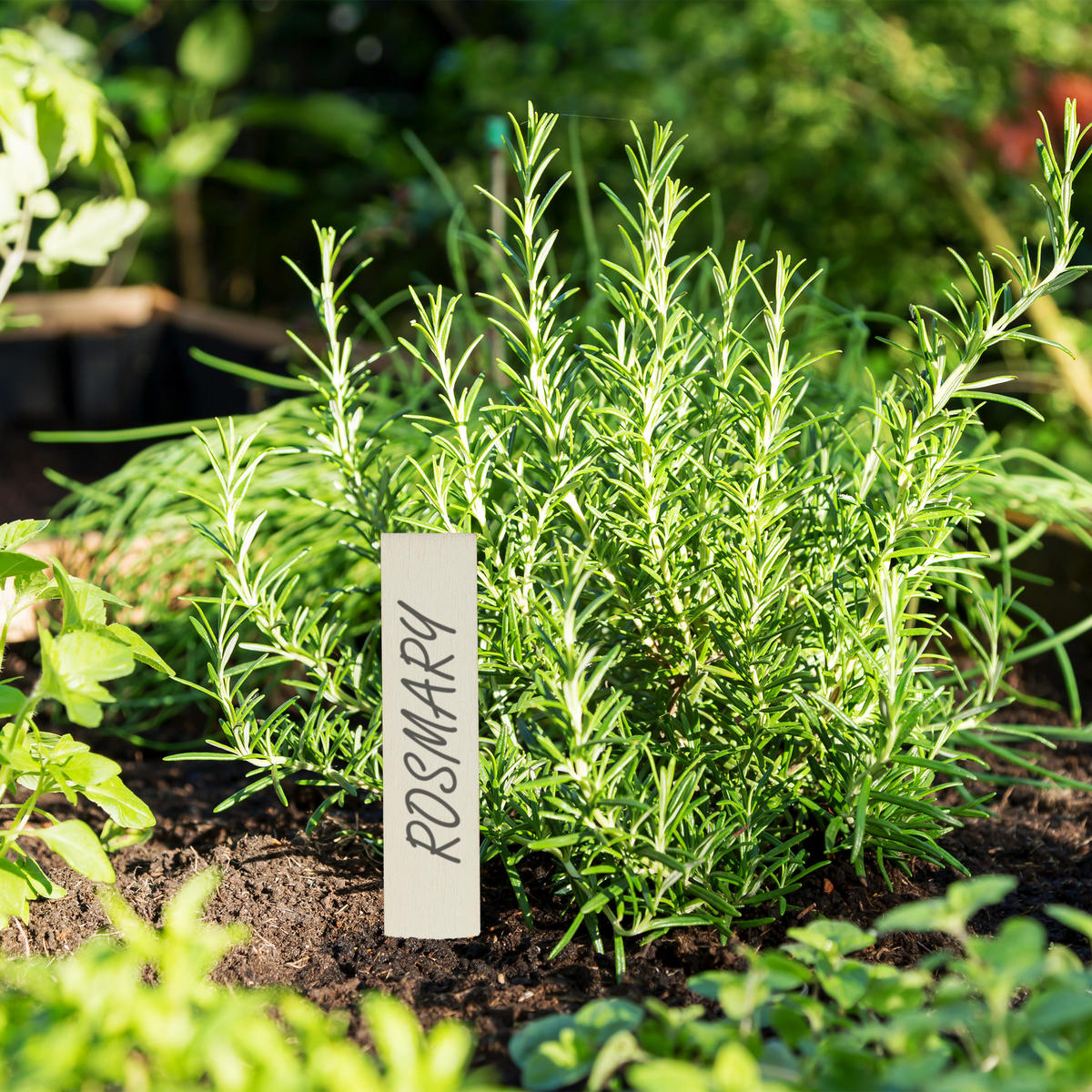 60XPFLANZENSTECKER - Hellbraun, Holz (2/10.5/0.2cm) - Relaxdays